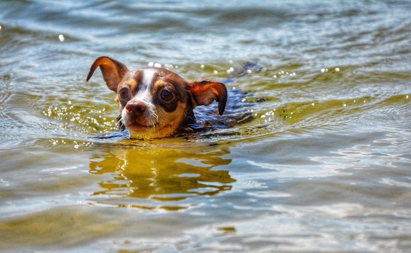Comment débuter comme conseiller en énergie renouvelable ?